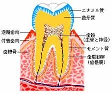 歯周病・予防